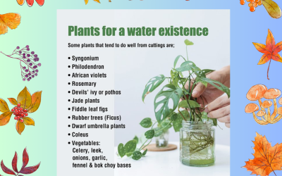 PLANTS GROWING IN WATER – FETE SAT 2nd MAY